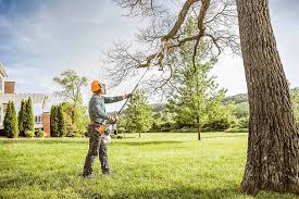 Best Storm Damage Tree Cleanup  in Blue Rapids, KS