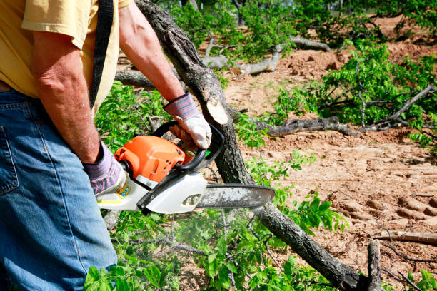 How Our Tree Care Process Works  in  Blue Rapids, KS